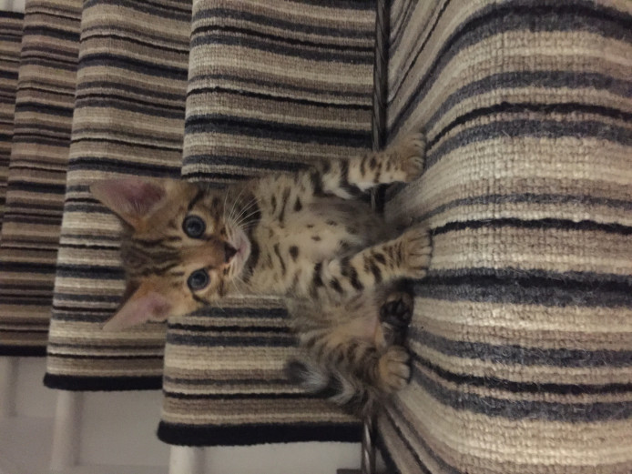Beautiful Bengal kitten queen 