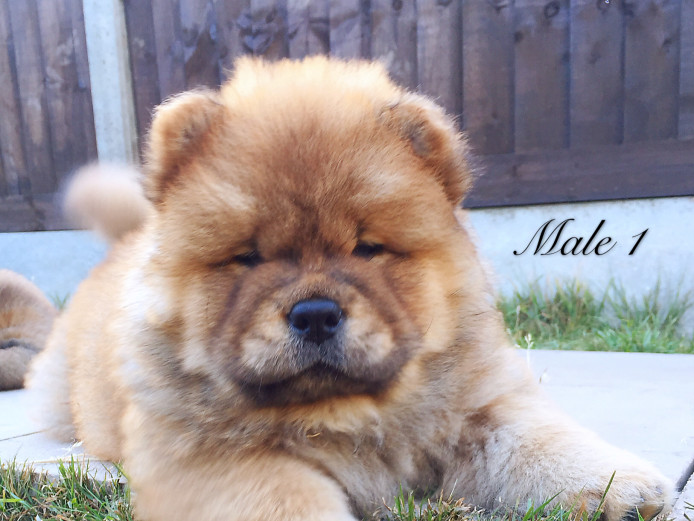 Kc register chow chow puppy Chow Chow for Sale Near Me in Shrophire