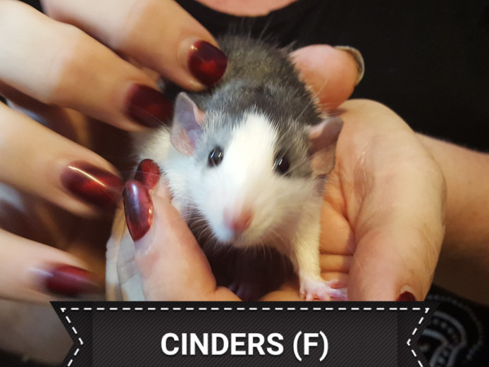 Female Snub nose Fancy Rats for sale. Rat for Sale Near Me in Leeds