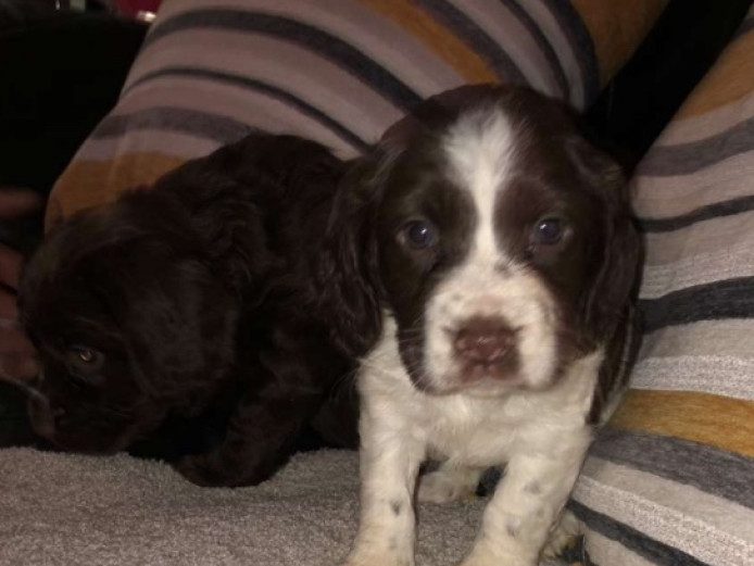 Stunning Cocker Spaniel Puppies