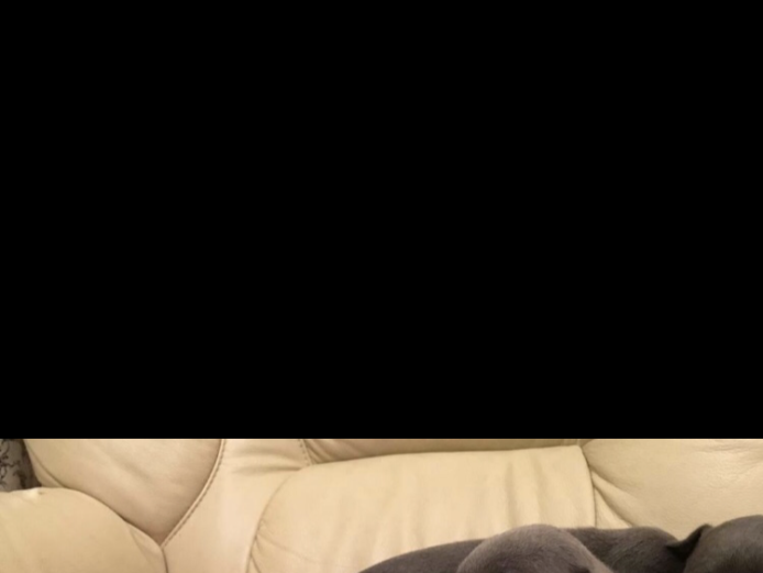 Litter Of Blue Staff Staffordshire Puppies