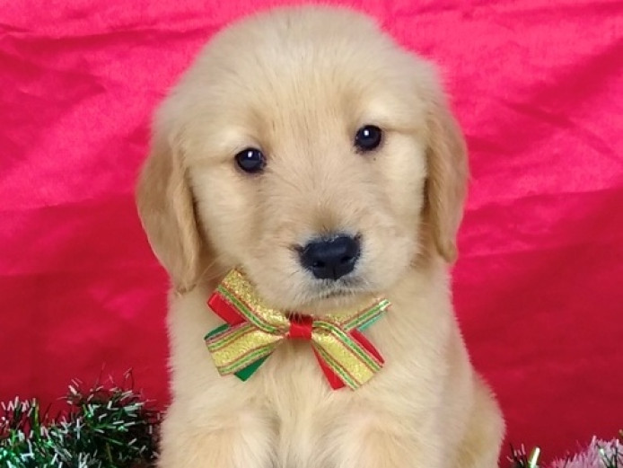 Golden retriever puppy for sale 