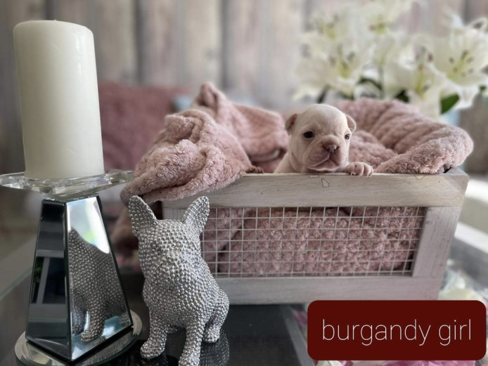 7 french bulldog puppies 