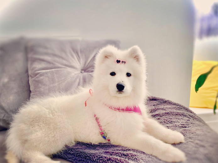 Samoyed puppy 