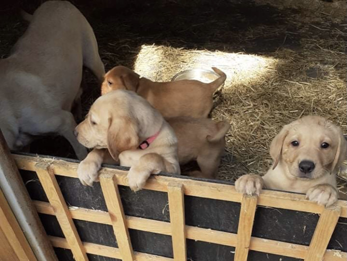 Labrador pups 
