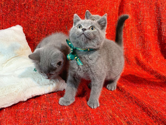 12 weeks old Blue British shorthair kittens
