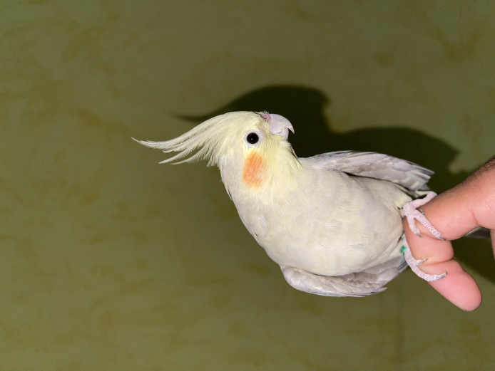 2 COCKATIELS FOR SALE