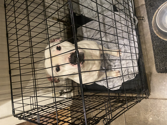 Male staffy for sale 