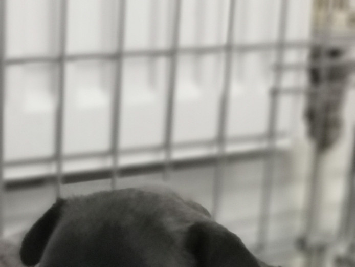 French bulldog puppy