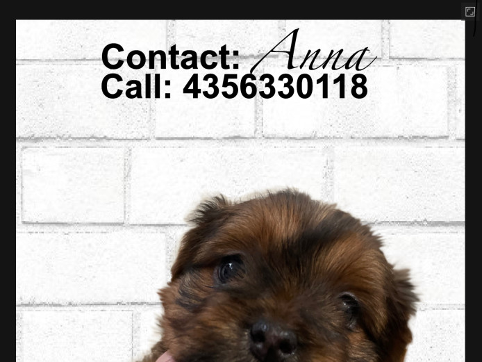 Hi, Im Teddy a yorkie puppy