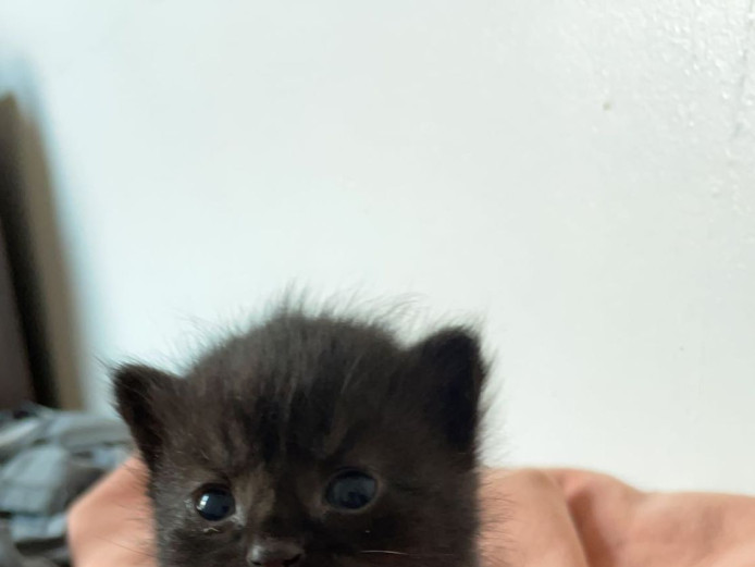 Beautiful Kittens. Boys & Girls. Amazing lovable & loving kittens. Mum is grey. 