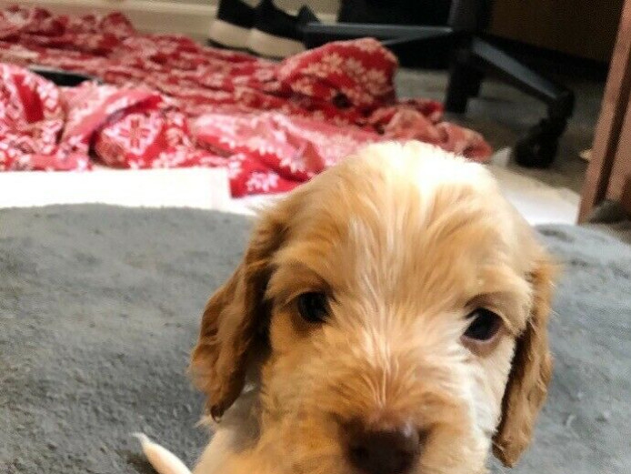 Cockapoo puppies 