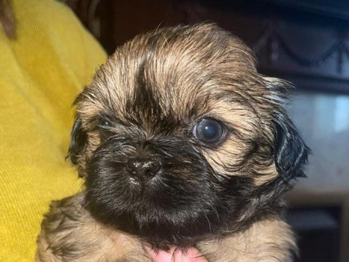 Beautiful Shih Tzu Puppies - Ready 26th April