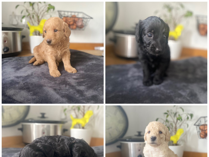 TeddyLike F1b Labradoodles 