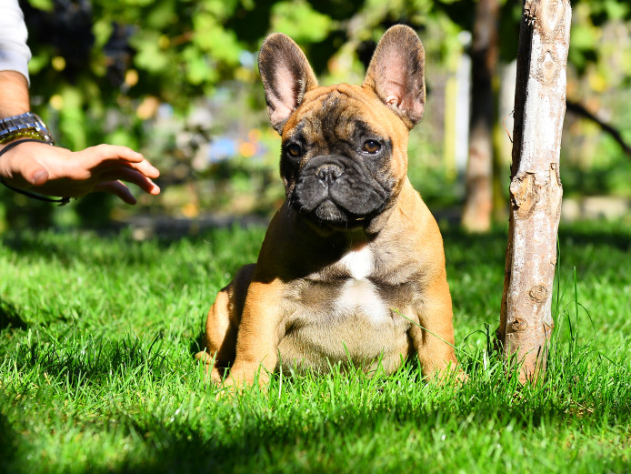 LOOKING FOR FOREVER HOMES