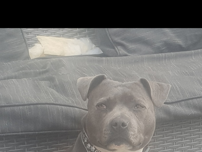 1 Staffy Gorgeous girl left