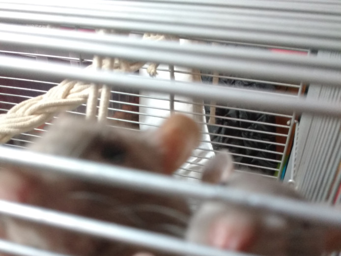 two male rats and set up