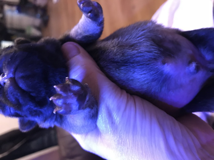 Pug puppies 