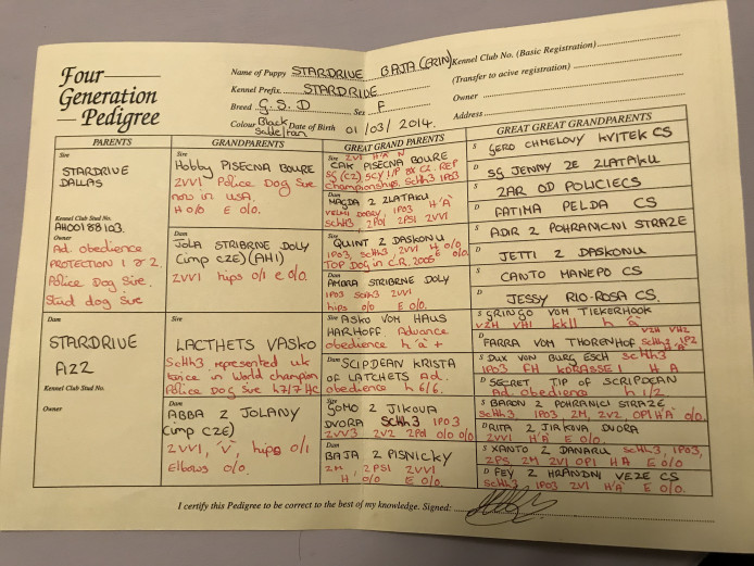 5 generation pedigree puppies