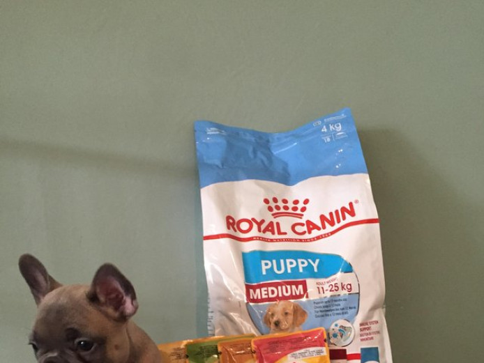 Ready Now blue and chocolate french bulldog puppies