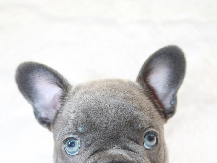 Gorgeous Blue Brindle and Lilac Puppies For Sale