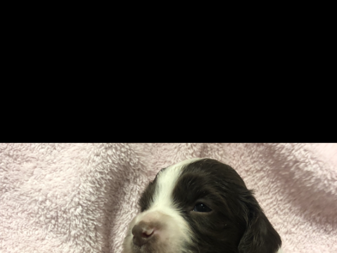 ENGLISH SPRINGER SPANIEL PUPPY PACKAGE