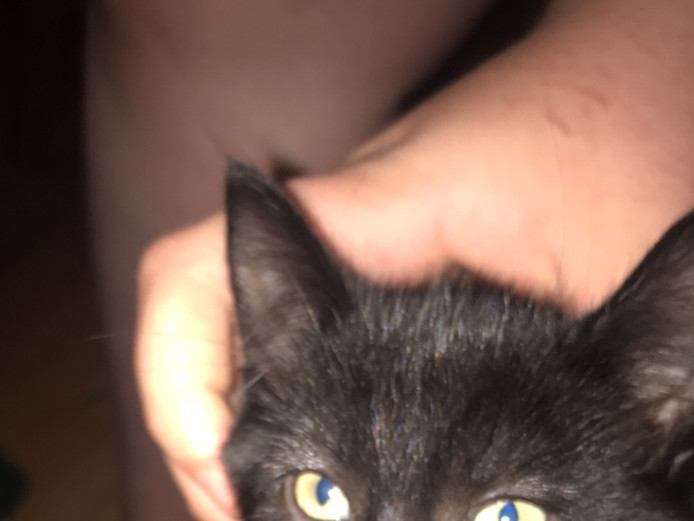 Two adorable kittens 