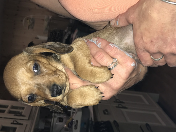 Stunning miniature dashshund bitch KC REG