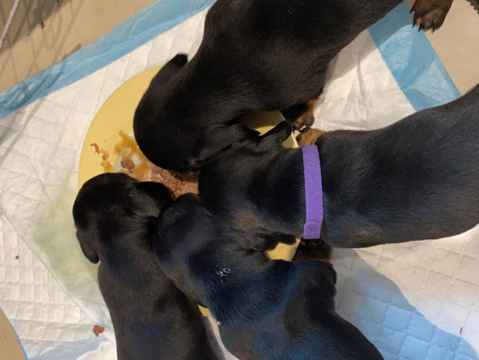 Miniature dachshund puppy