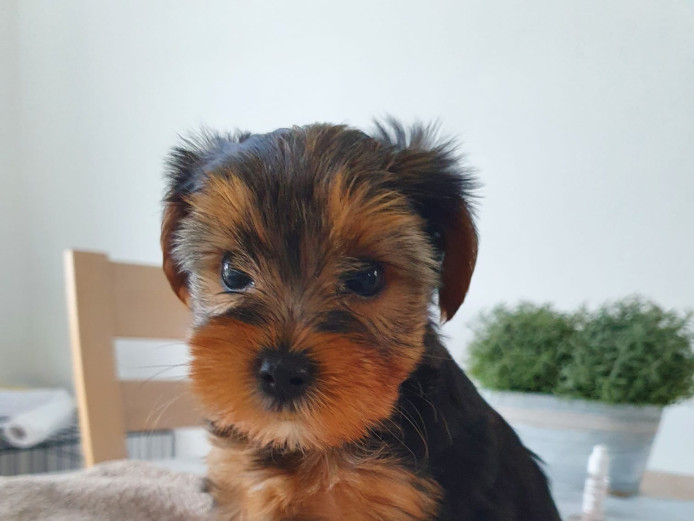 Yorkshire Terrier Puppies