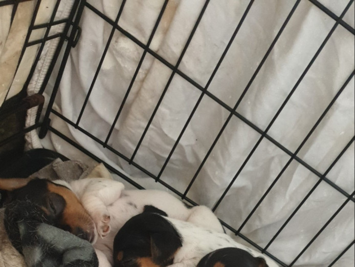 Miniture jack russell puppys 