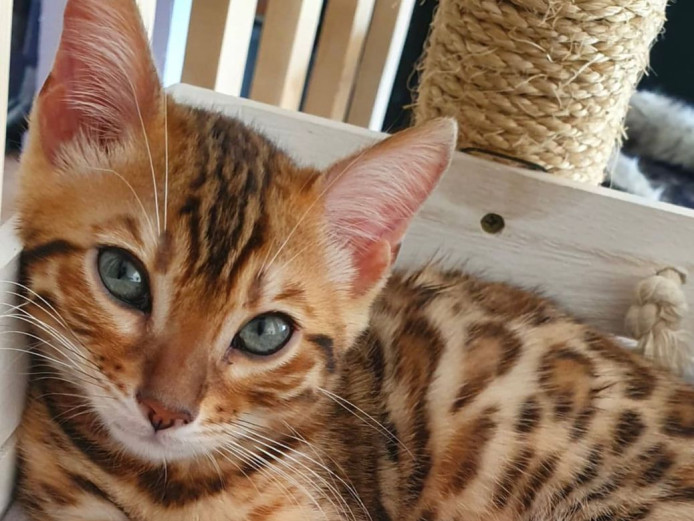 TICA REGISTERED ACTIVE SILVER BENGAL BOY