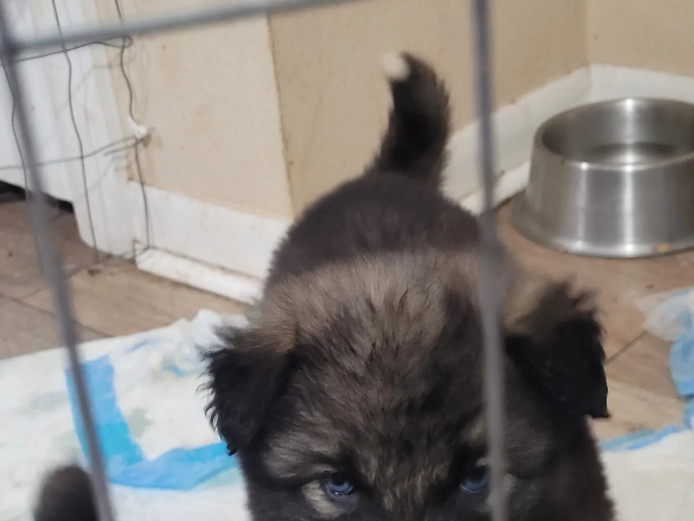 Siberian husky/ German shepherd mix born Jan 20th 2022