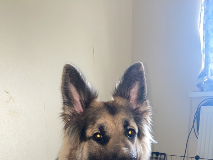 Little GSD ladies looking for a loving home 