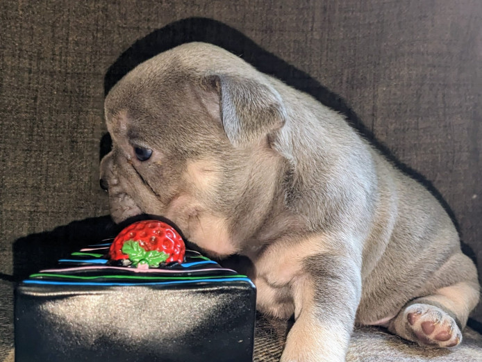 Adorable KC French Bulldog Puppies 4 Sale