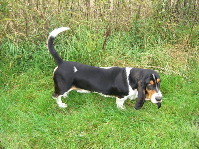 Fantastic Quality Basset Hound At Stud