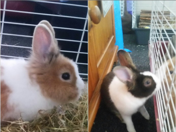 2 beautiful friendly male Dutch rabbits