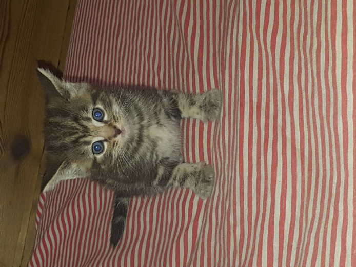 2 beautiful playful kittens looking for forever homes