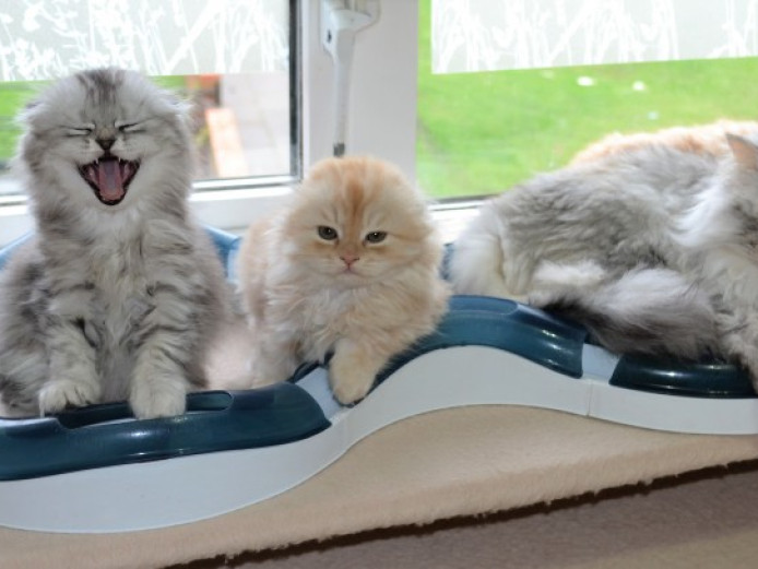 fur - short, scottish fold kitties