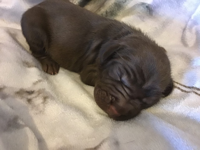 Springer xShar-pei  Christmas babies.