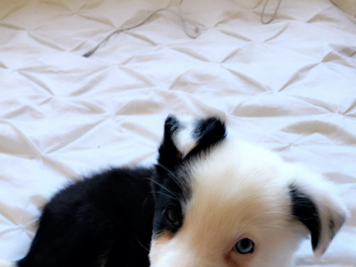 Border Collie Puppy