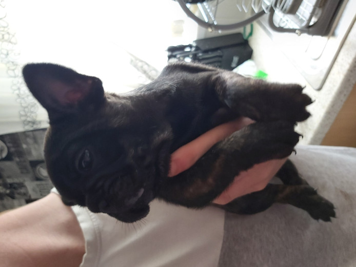 French bulldog puppies