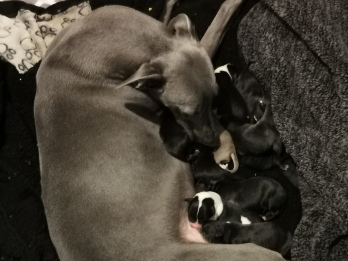 10 beautiful lurcher puppies. Whippet greyhound x whippet bull