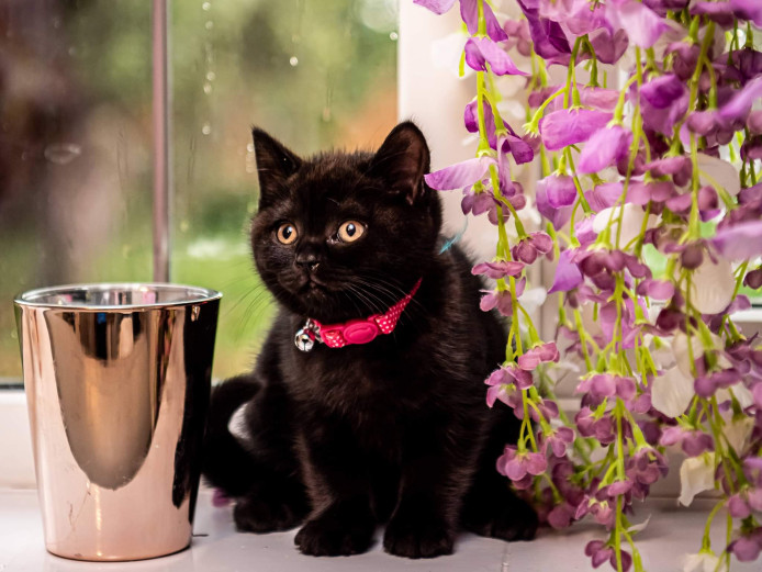 Gccf British shorthair kittens 
