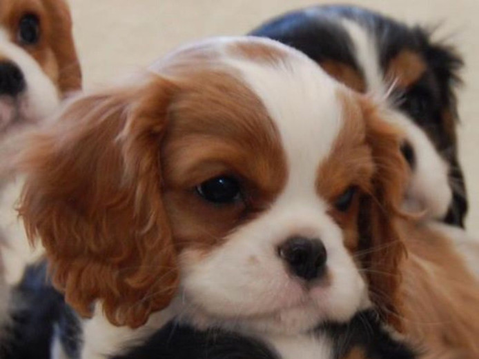 Cavalier King Charles Spaniel pups
