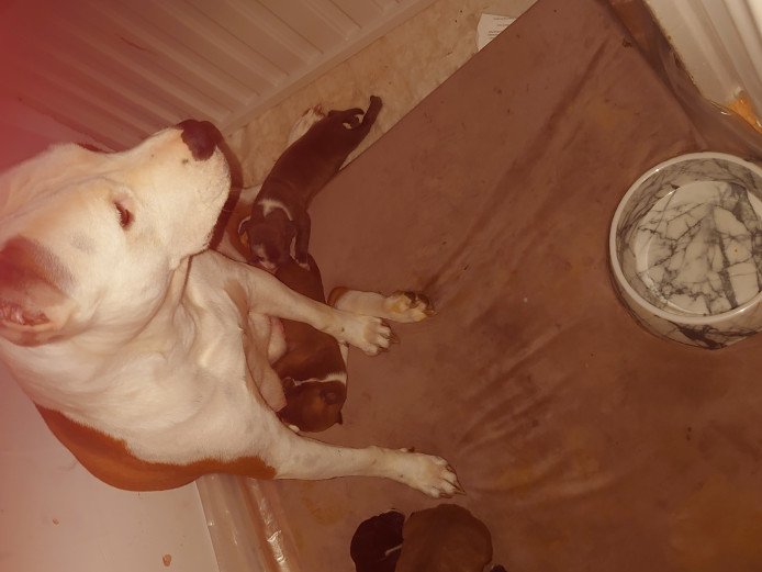 Puppies for sale