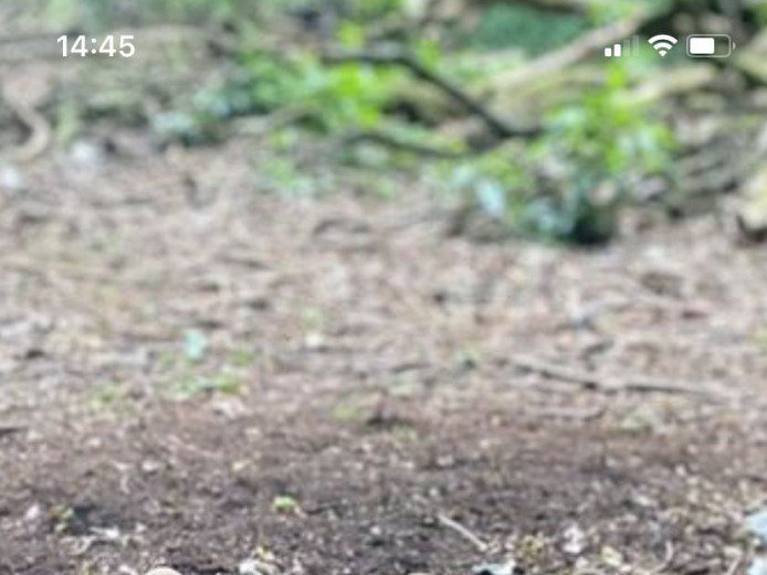 LILAC FAWN FRENCHIE FOR SALE