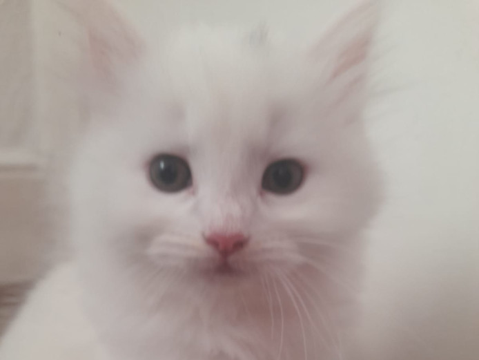 Sweet kittens for sale 