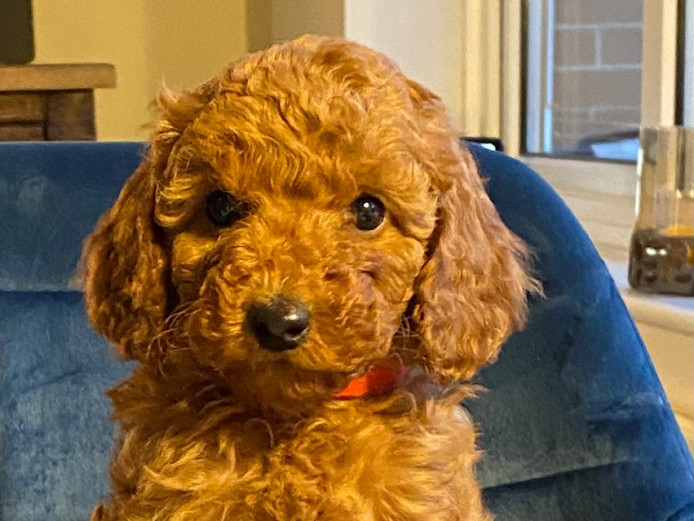 Amazing Cockapoo Puppies