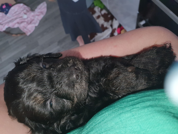 Stunning black and tan cavapoos 